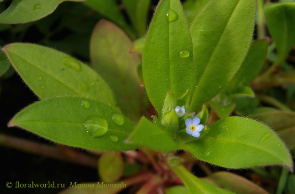 Незабудка обыкновенная (Myosotis palustris)
Ключевые слова: незабудка обыкновенная myosotis palustris