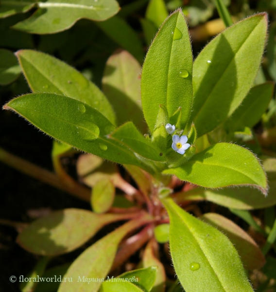 Незабудка обыкновенная (Myosotis palustris)
Вот такая малышка распустилась весной в нашем саду.
Ключевые слова: незабудка обыкновенная myosotis palustris