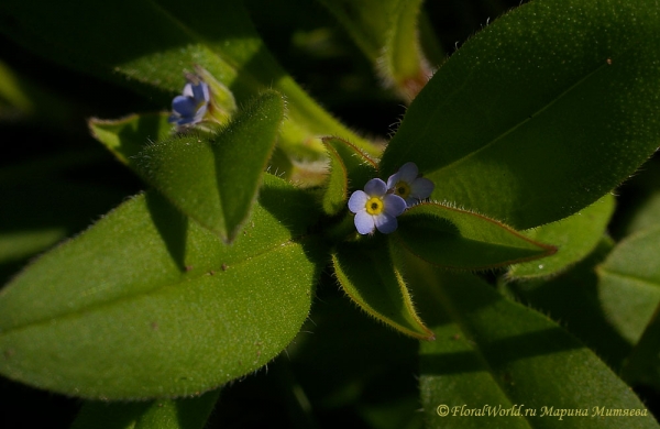 Незабудка обыкновенная (Myosotis palustris)
Ключевые слова: Незабудка обыкновенная Myosotis palustris фото
