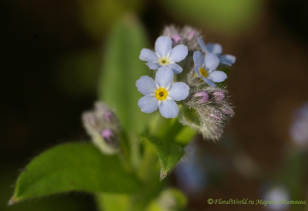 Незабудка (Myosotis)
Ключевые слова: незабудка Myosotis фото