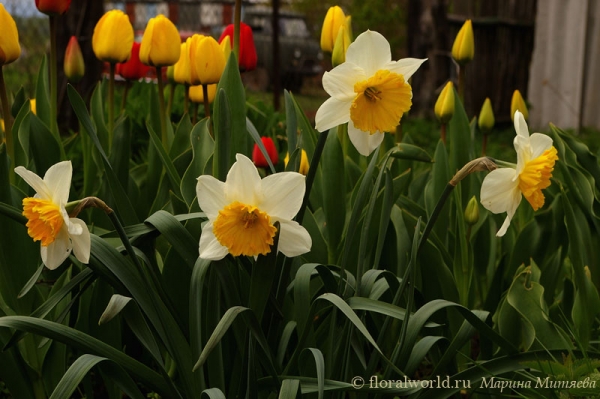 Крупнокорончатые нарциссы (Narcissus)
Ключевые слова: крупнокорончатый нарцисс narcissus фото