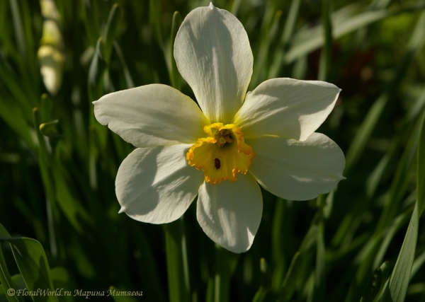 Мелкокорончатый нарцисс (Narcissus)
