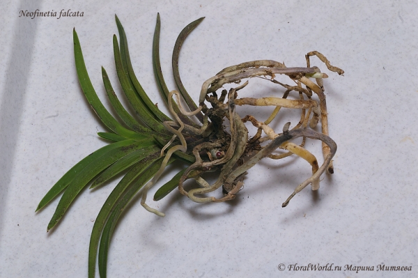 Neofinetia falcata
Получена из yihcheng.com в середине мая 2012 года
Ключевые слова: Neofinetia falcata корни