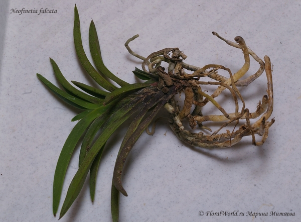 Neofinetia falcata
Получена из yihcheng.com в середине мая 2012 года
Ключевые слова: Neofinetia falcata корни