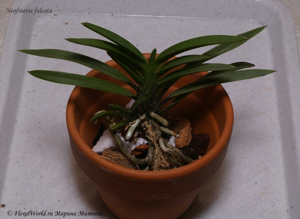 Neofinetia falcata
Посадка. Получена из yihcheng.com в середине мая 2012 года
Ключевые слова: Neofinetia falcata посадка корни