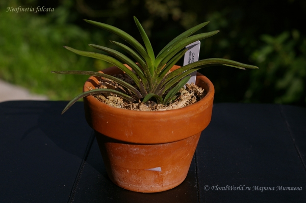 Neofinetia falcata
Получена из yihcheng.com в середине мая 2012 года
Ключевые слова: Neofinetia falcata