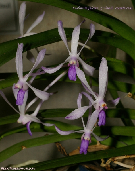 Neofinetia falcata  x  Vanda  coerulescens 
Коллекционер Бурмистров Сергей СПОЛО
Ключевые слова: Neofinetia falcata  x  Vanda  coerulescens 