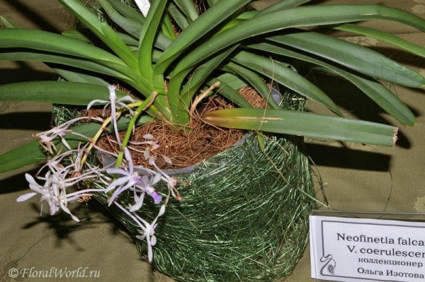 Neofinetia falcata  x  Vanda  coerulescens 
Коллекционер Изотова Ольга
Ключевые слова: Neofinetia falcata  x  Vanda  coerulescens