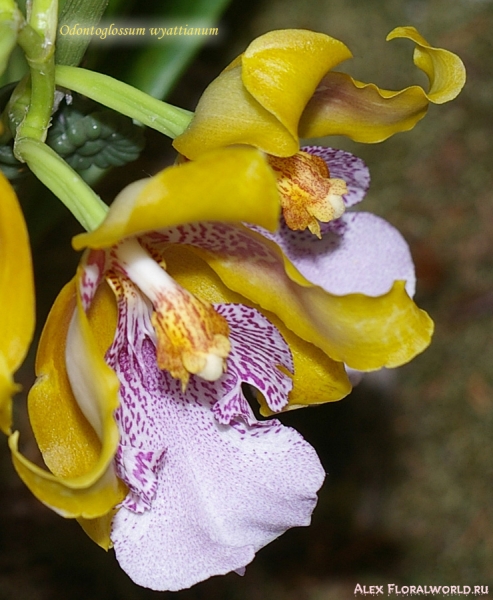 Odontoglossum wyattianum
Коллекционер Дроздова Людмила
Ключевые слова: Odontoglossum wyattianum