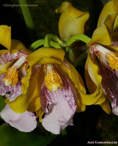 Odontoglossum wyattianum
Коллекционер Дроздова Людмила
Ключевые слова: Odontoglossum wyattianum