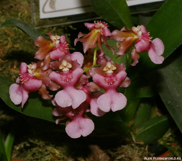 Oncidium Twinkle Pink
коллекционер Новикова Марина
Ключевые слова: Oncidium Twinkle Pink