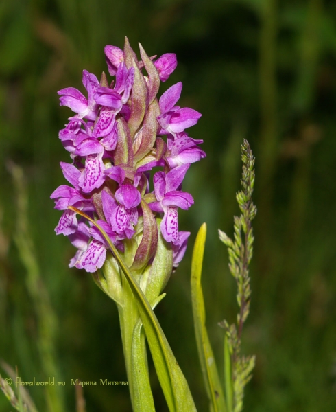 Ятрышник пятнистый (Orchis maculata L.)
Этот ятрышник пятнистый, мы обнаружили случайно, у самой  кромки пруда. 
Ятрышник пятнистый, еще называют кукушкины слезы. 
Ключевые слова: Ятрышник пятнистый Orchis maculata