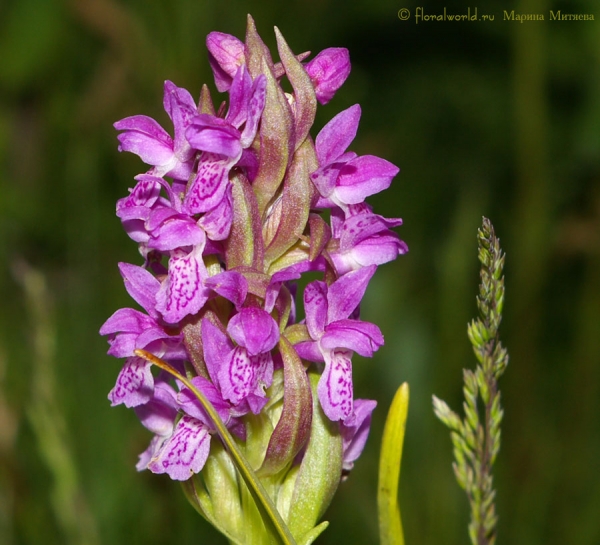 Ятрышник пятнистый (Orchis maculata L.)
Вот увеличенное фото, чтобы можно было рассмотреть эту удивительную орхидею.
Ключевые слова: Ятрышник пятнистый Orchis maculata