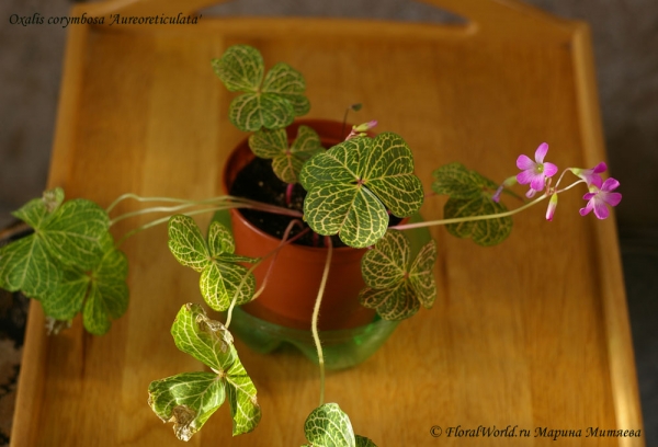 Oxalis corymbosa 'Aureoreticulata'
Ключевые слова: Oxalis corymbosa &#039;Aureoreticulata&#039;