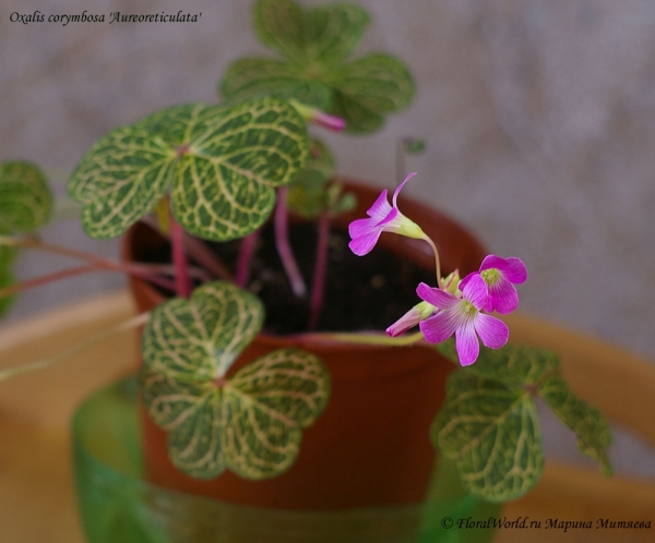 Oxalis corymbosa 'Aureoreticulata'
Ключевые слова: Oxalis corymbosa &#039;Aureoreticulata&#039;