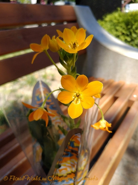 Птицемлечник сомнительный (Ornithogalum dubium)
Ключевые слова: Птицемлечник сомнительный Ornithogalum dubium