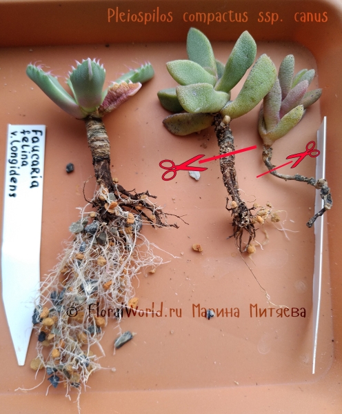  Pleiospilos compactus ssp. canus 
Обрезка стебля у плейоспилоса
Ключевые слова: Pleiospilos compactus ssp. canus