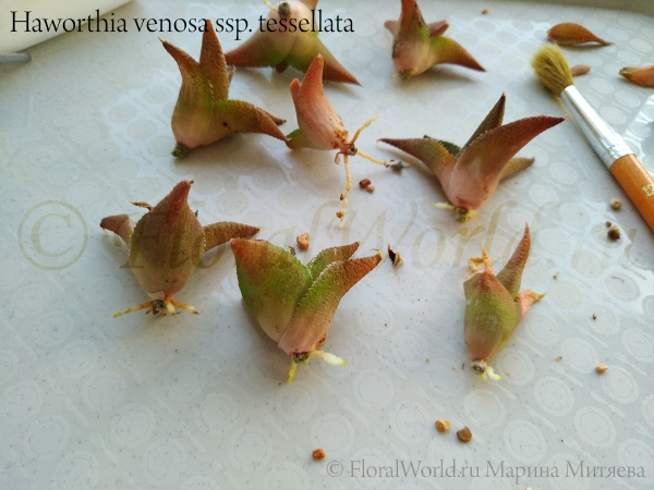 Haworthia venosa ssp. tessellata
Укоренение хавортии в минеральном субстрате (диатомит+цеолит+гравий)
Ключевые слова: Haworthia venosa ssp. tessellata веноза тесселата