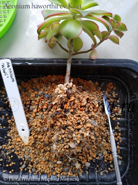 Aeonium haworthii cv. Kiwi
Эониум Хаворта сорт Киви, корни
Ключевые слова: Aeonium haworthii cv. Kiwi корни Эониум Хаворта сорт Киви