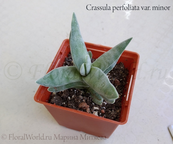 Crassula perfoliata var. minor
Ключевые слова: Crassula perfoliata var. minor