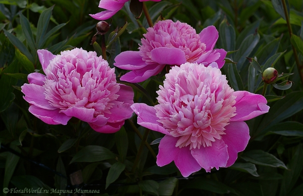 Пион (Paeonia)
Ключевые слова: пион Paeonia