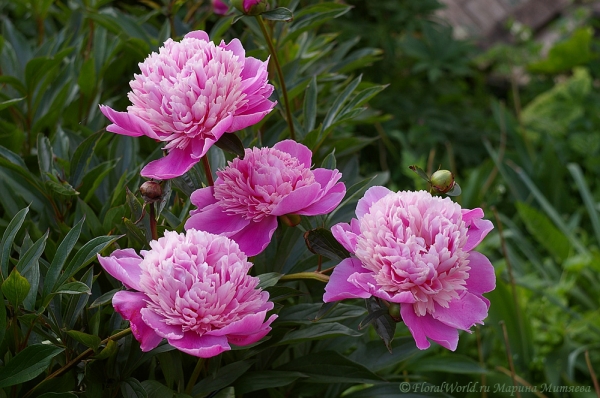 Пион (Paeonia)
Ключевые слова: пион Paeonia