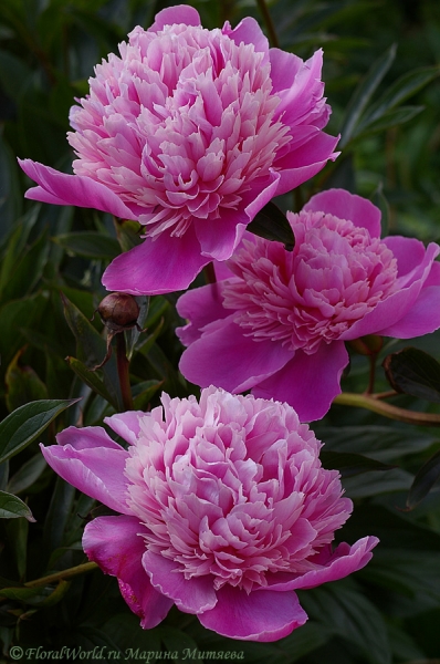 Пион (Paeonia)
Ключевые слова: пион Paeonia