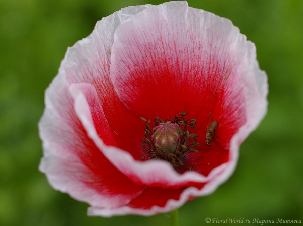 Цветет мак (Papaver)
Ключевые слова: цветы мак Papaver