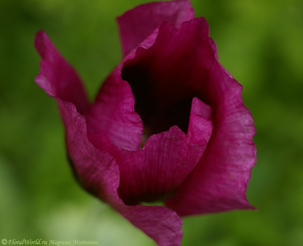 Цветет мак (Papaver)
Ключевые слова: цветы мак Papaver