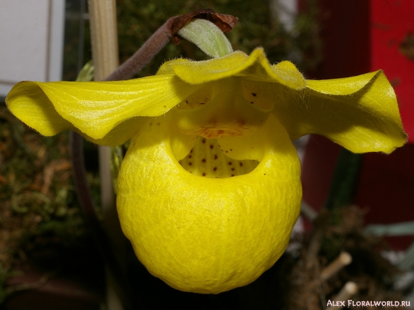 Paphiopedilum armeniacum
Коллекционер Изотова Ольга
Ключевые слова: Paphiopedilum armeniacum