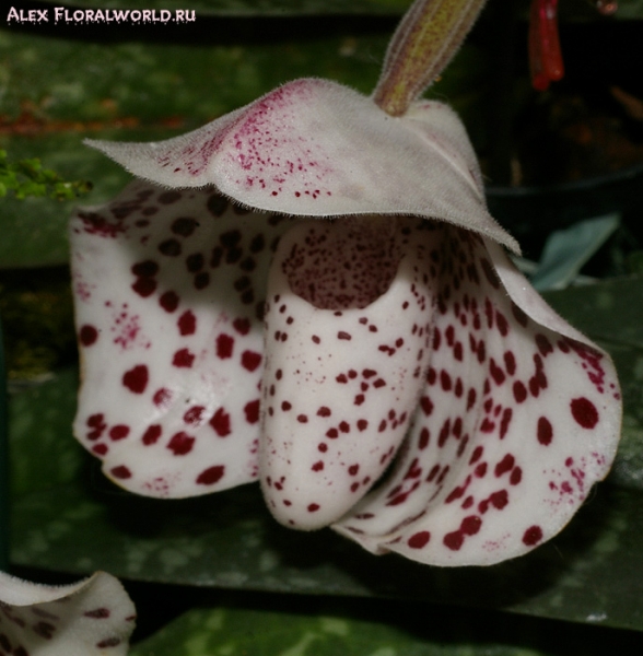 Paphiopedilum bellatulum
Ключевые слова: Paphiopedilum bellatulum