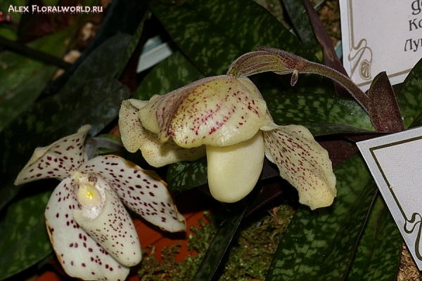 Paphiopedilum concolor и  Paphiopedilum godefroyae
Ключевые слова: Paphiopedilum concolor и  Paphiopedilum_godefroyae