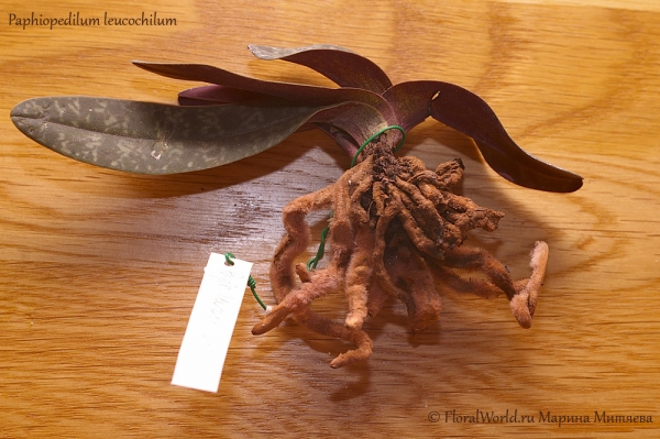 Paphiopedilum leucochilum
Ключевые слова: Paphiopedilum leucochilum