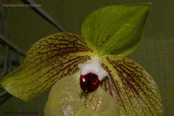 Paphiopedilum malipoense
Ключевые слова: Paphiopedilum malipoense