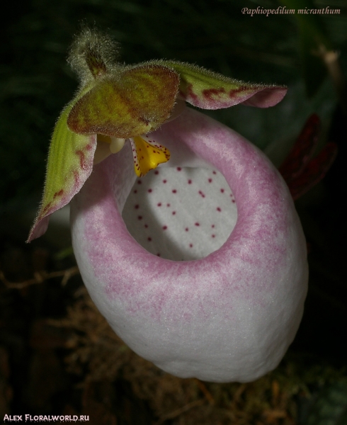 Paphiopedilum micranthum
Ключевые слова: Paphiopedilum micranthum