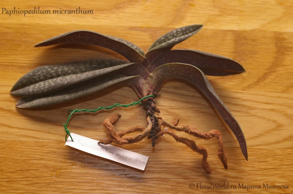 Paphiopedilum micranthum
Ключевые слова: Paphiopedilum micranthum