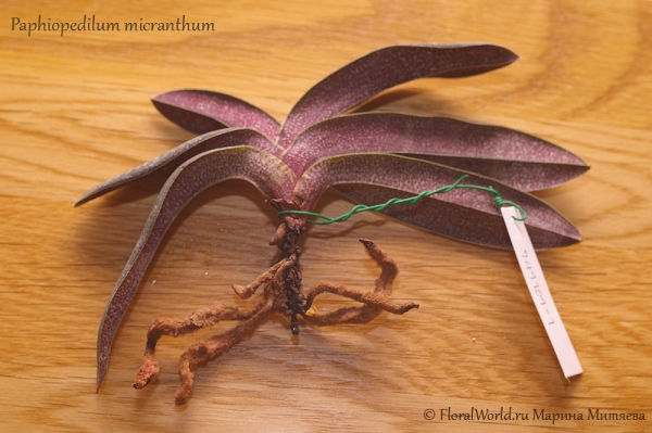 Paphiopedilum micranthum
Ключевые слова: Paphiopedilum micranthum