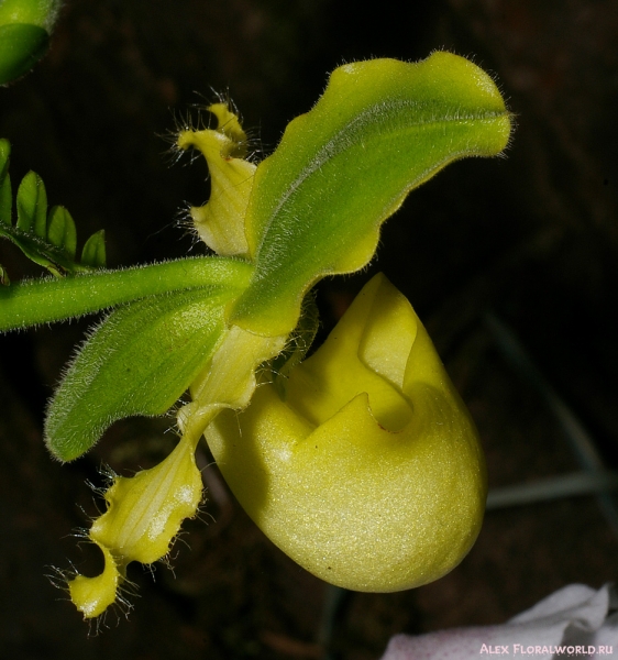 Paphiopedilum primulinum
Ключевые слова: Paphiopedilum primulinum