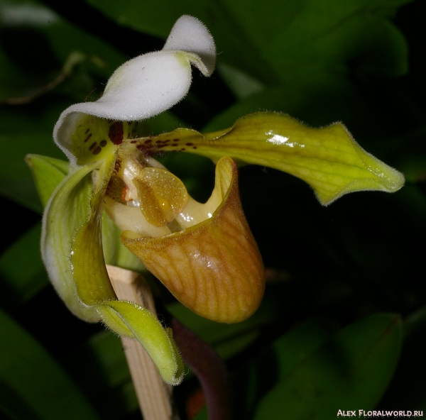 Paphiopedilum
Ключевые слова: Paphiopedilum