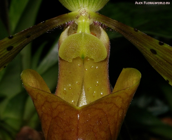 Paphiopedilum
Ключевые слова: Paphiopedilum