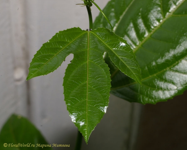 Пассифлора
Первый тройчатый лист.
Ключевые слова: Пассифлора Passiflora 