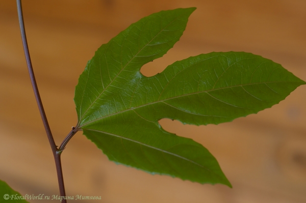 Лист пассифлоры
Ключевые слова: Пассифлора крылатая Passiflora alata