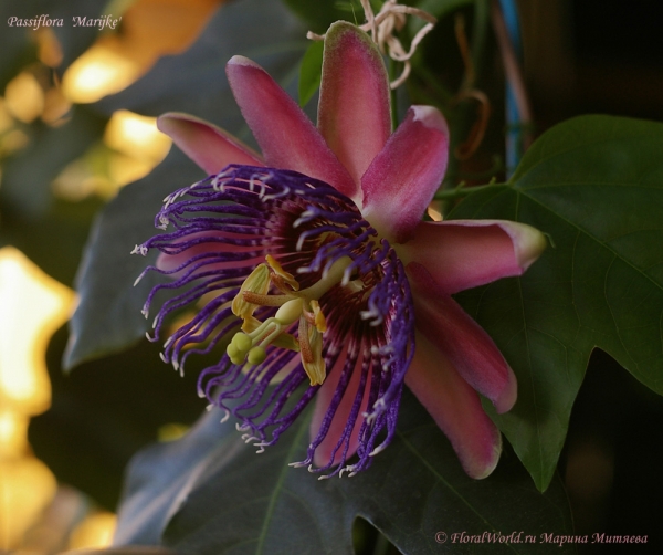 Passiflora 'Marijke'
Ключевые слова: Passiflora Marijke фото цветок цветет