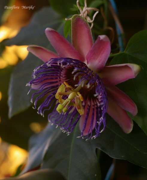 Passiflora 'Marijke'
Ключевые слова: Passiflora Marijke фото цветок цветет