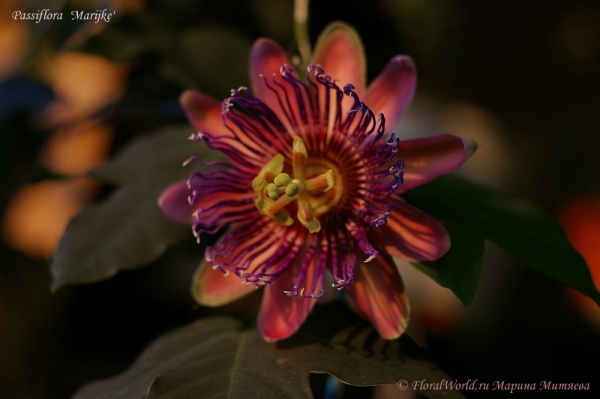 Passiflora 'Marijke'
Ключевые слова: Passiflora Marijke фото цветок цветет
