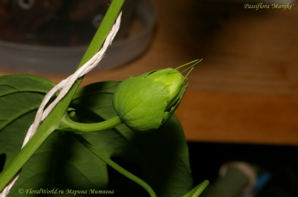 Passiflora 'Marijke'
Растущий бутон.
Ключевые слова: Passiflora Marijke