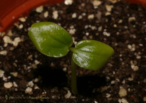 10.03.08 распрямился сеянец Пассифлоры крылатой (Passiflora alata)
Ключевые слова: Пассифлора крылатая Passiflora alata