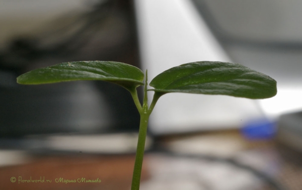 Сеянец Пассифлоры крылатой (Passiflora alata)
Ключевые слова: Пассифлора крылатая Passiflora alata