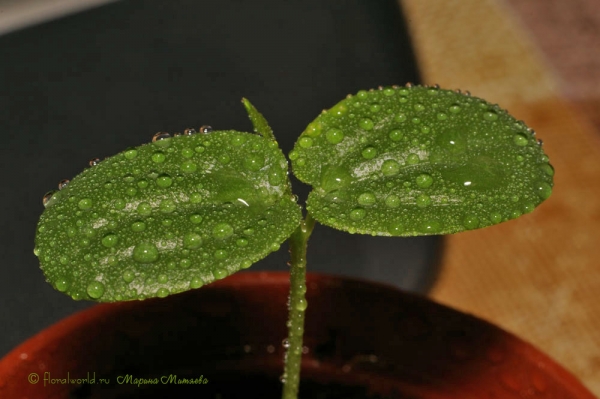 сеянец Пассифлоры крылатой (Passiflora alata)
Ключевые слова: Пассифлора крылатая Passiflora alata