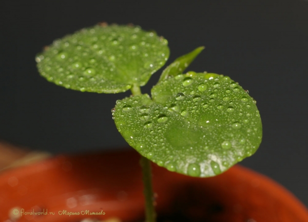 сеянец Пассифлоры крылатой (Passiflora alata)
Ключевые слова: Пассифлора крылатая Passiflora alata